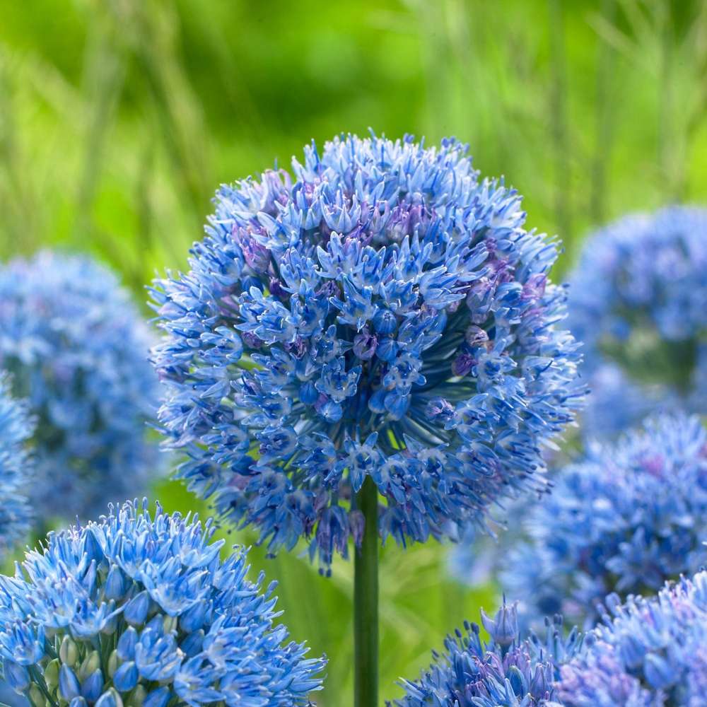 Allium 'Caeruleum'